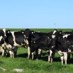 cuantos-anos-tiene-martin-vaca