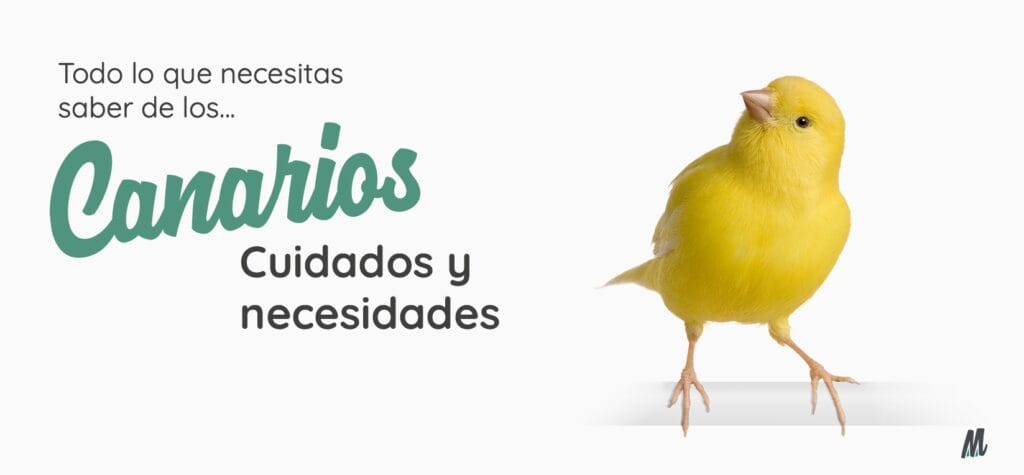 cuantos anos vive un canario