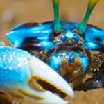 cuantos-anos-vive-un-cangrejo