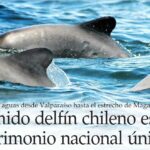 cuantos-anos-vive-un-delfin