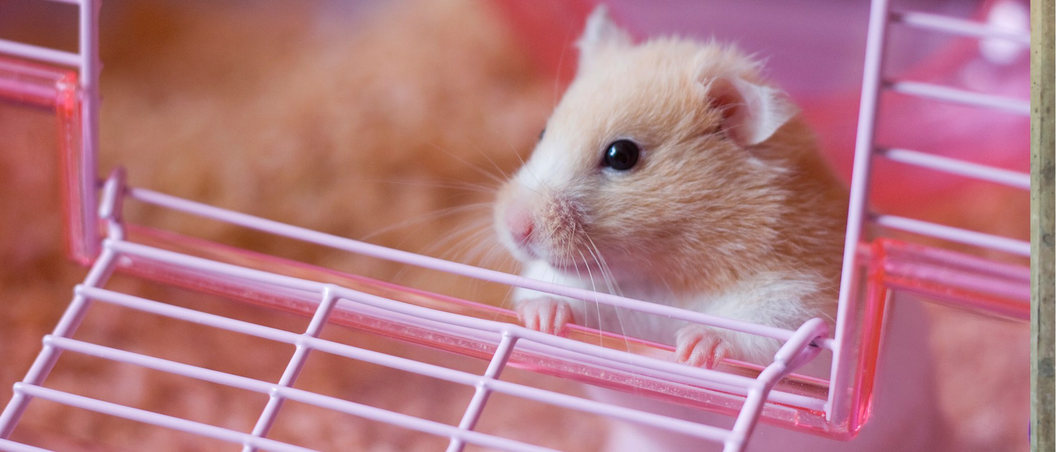 cuantos anos vive un hamster