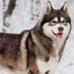 cuantos-anos-vive-un-husky