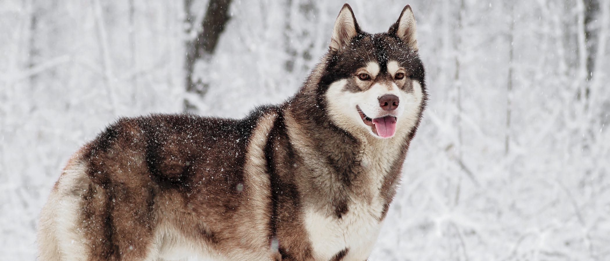 cuantos anos vive un husky
