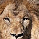 cuantos-anos-vive-un-leon