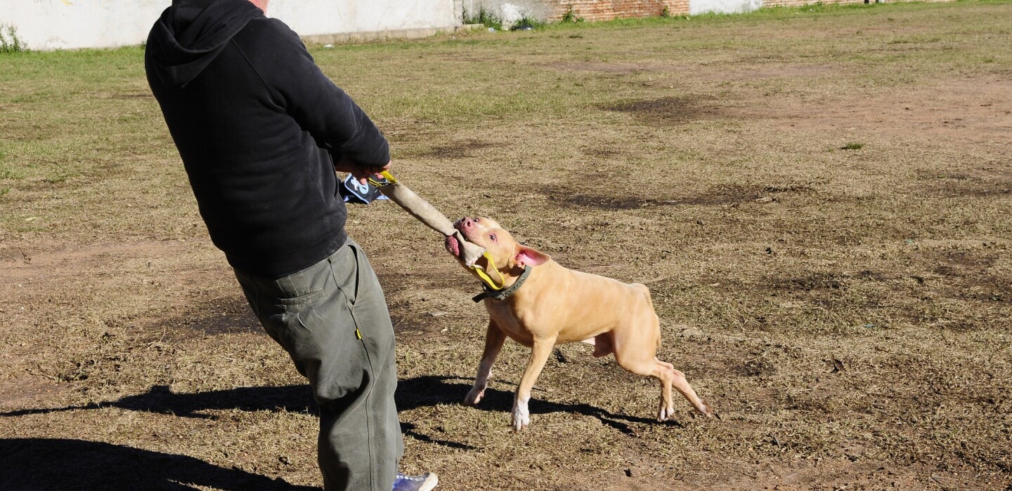 cuantos anos vive un pitbull