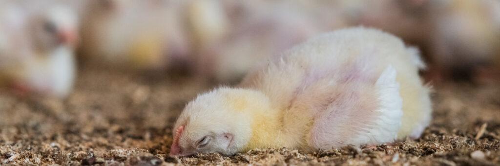 cuantos anos vive un pollo