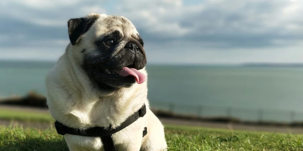 cuantos anos vive un pug