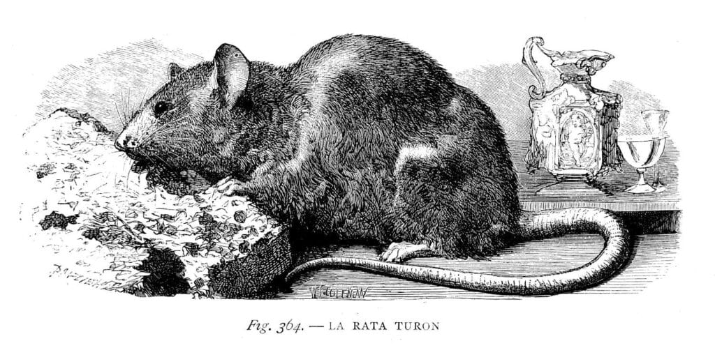 cuantos anos vive un raton