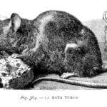 cuantos-anos-vive-un-raton