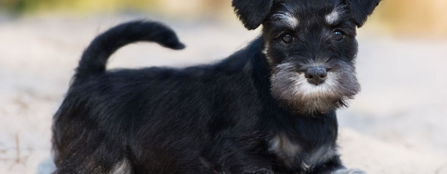 cuantos anos vive un schnauzer