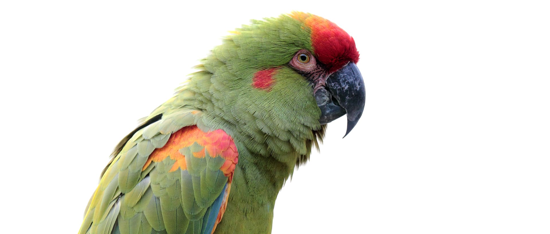 cuantos anos vive una guacamaya