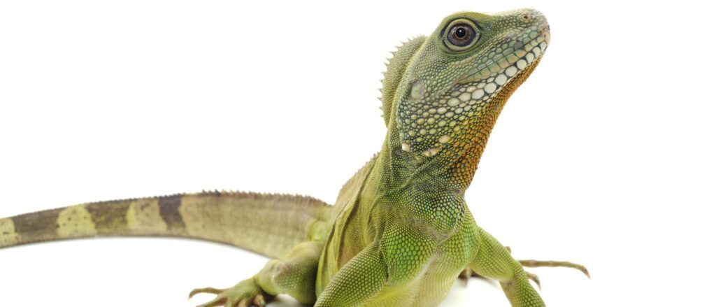 cuantos anos vive una iguana
