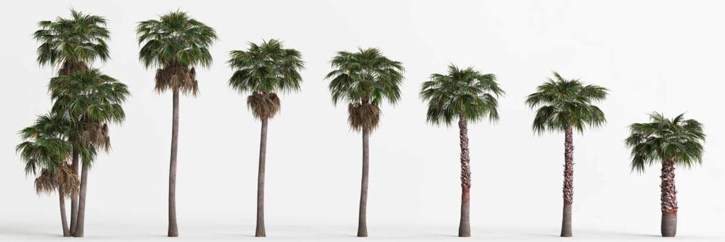 ¿Cuántos años vive una palmera? 2 cuantos anos vive una palmera