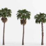 ¿Cuántos años vive una palmera? cuantos-anos-vive-una-palmera