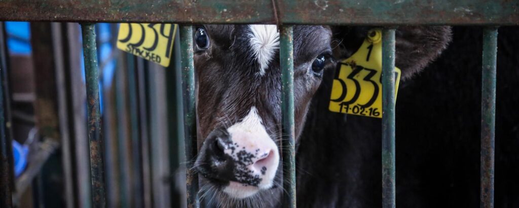 cuantos anos vive una vaca