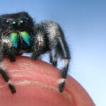 cuantos-anos-viven-las-aranas