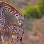 cuantos-anos-viven-las-jirafas