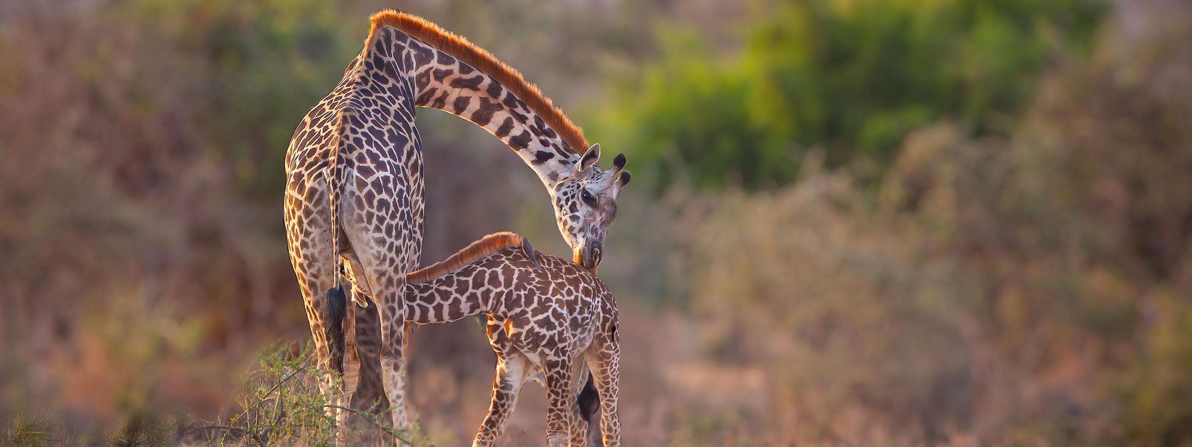 Blog 2 cuantos anos viven las jirafas