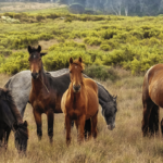 cuantos-anos-viven-los-caballos
