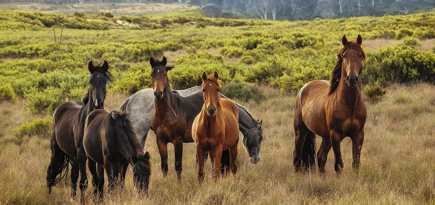 Blog 4 cuantos anos viven los caballos