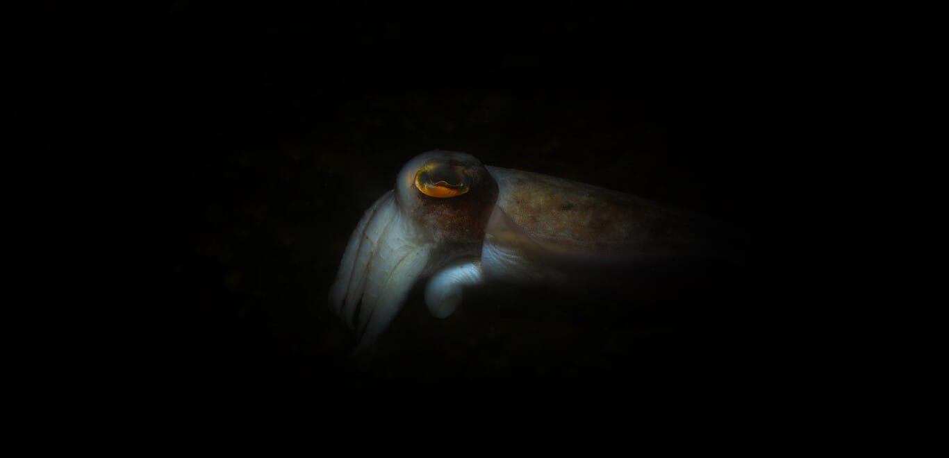 Blog 12 cuantos anos viven los calamares