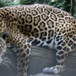 cuantos-anos-viven-los-jaguares