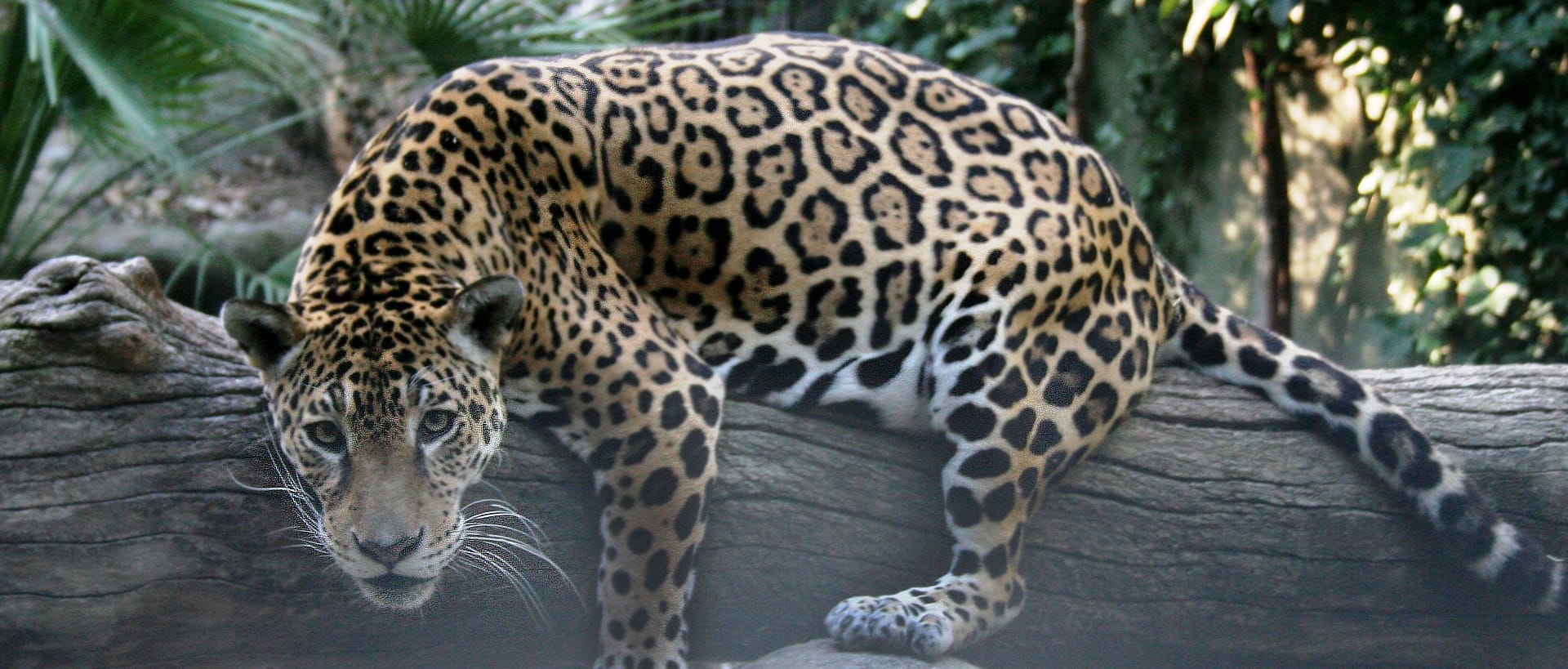 Blog 2 cuantos anos viven los jaguares