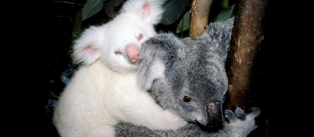 cuantos anos viven los koalas