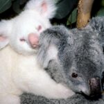 cuantos-anos-viven-los-koalas