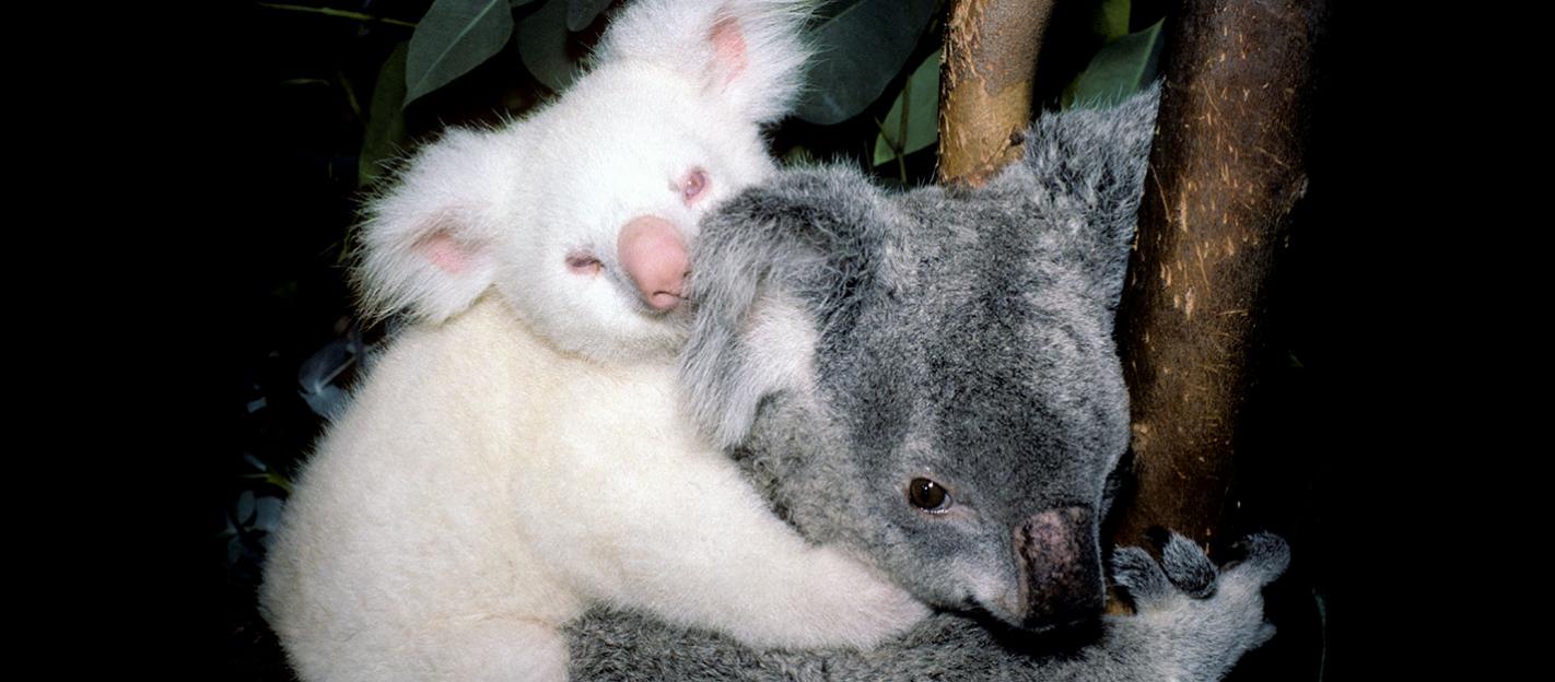 cuantos anos viven los koalas