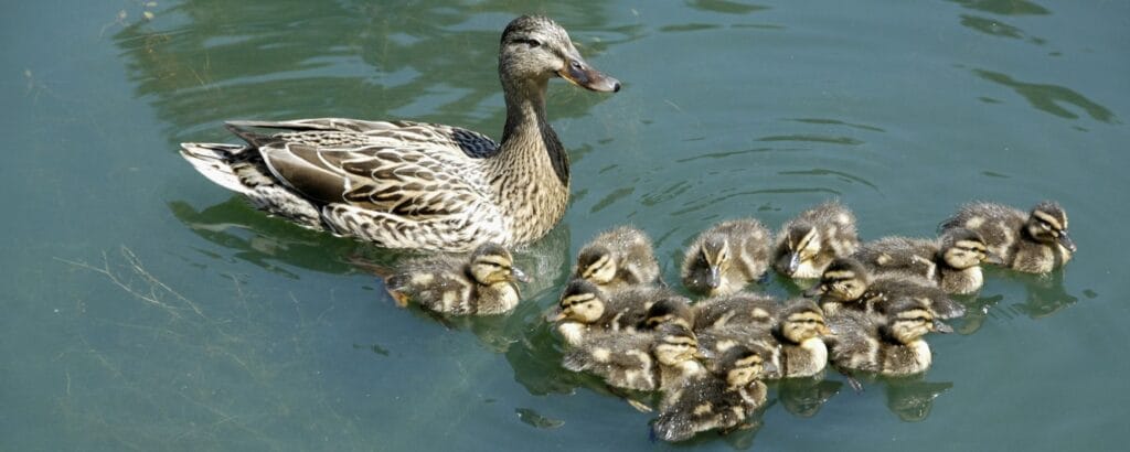 ¿Cuántos años viven los patos? 2 cuantos anos viven los patos