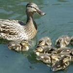 cuantos-anos-viven-los-patos
