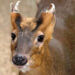 cuantos-anos-viven-los-venados