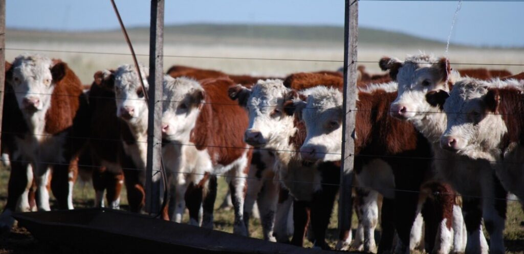 ¿Cuántos becerros tiene una vaca? 2 cuantos becerros tiene una vaca