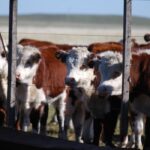 cuantos-becerros-tiene-una-vaca