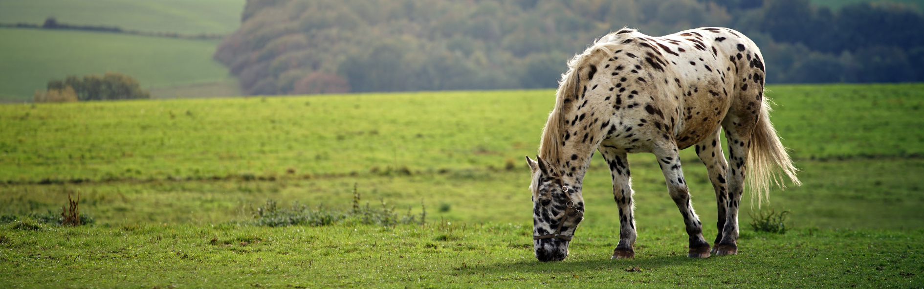 cuantos caballos