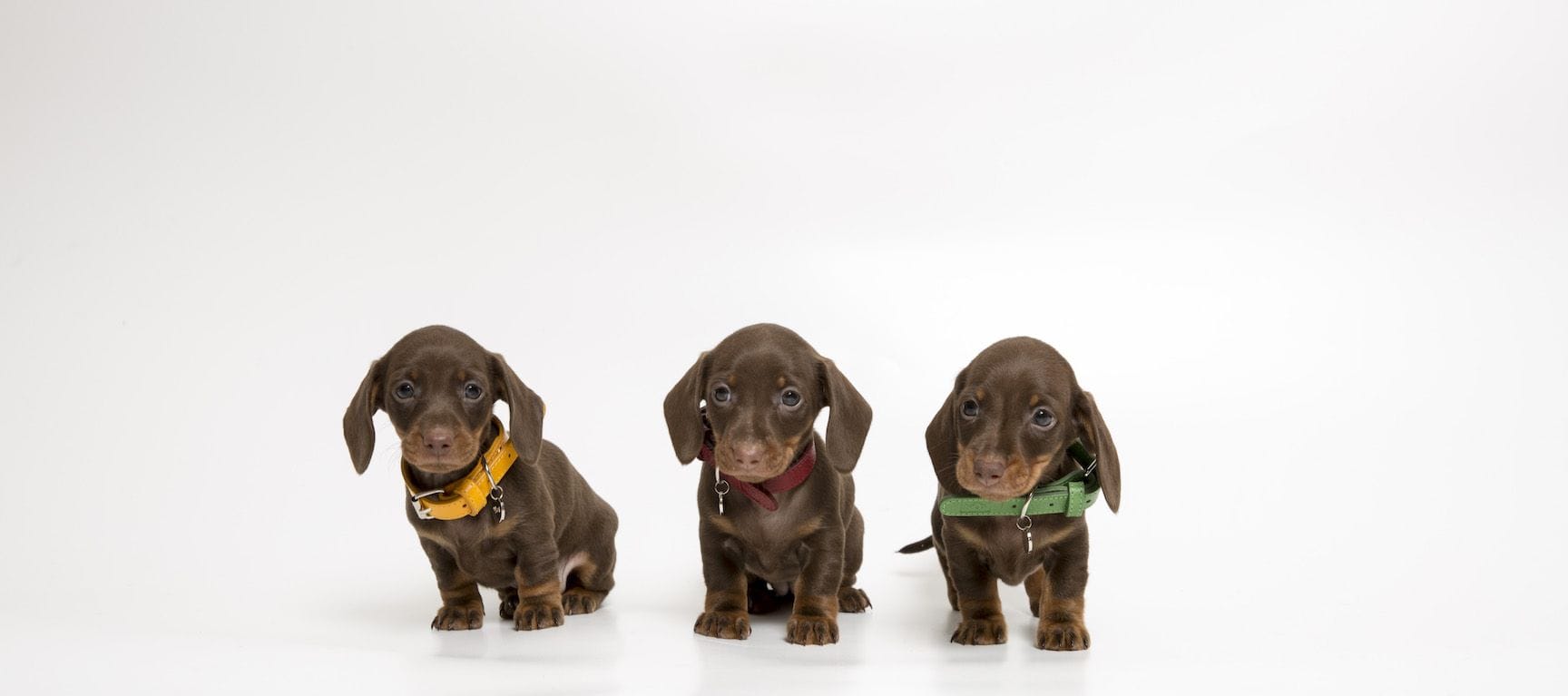cuantos cachorros tienen los salchichas