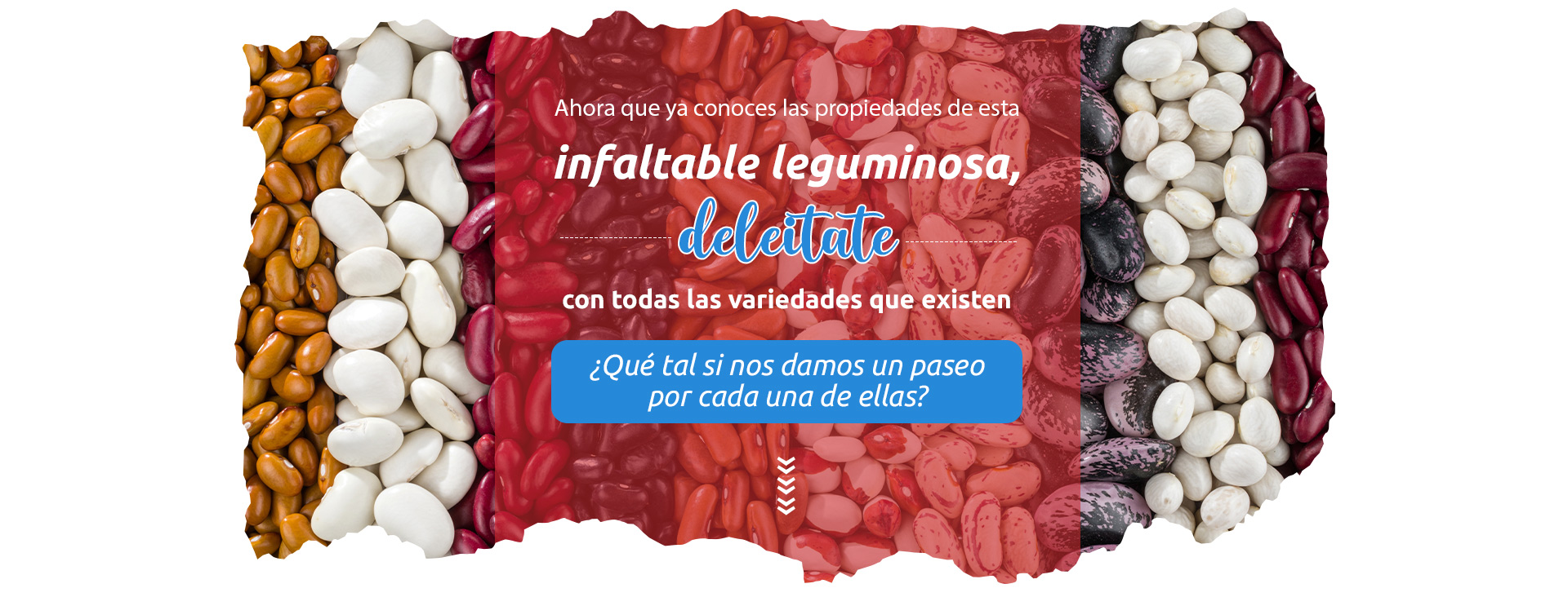 cuantos carbohidratos tienen los frijoles