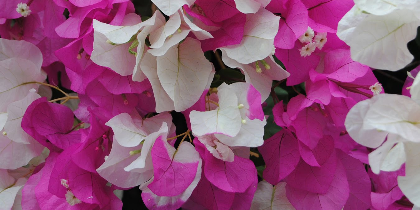 cuantos colores de bugambilias