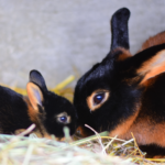 ¿Cuántos conejos tiene una coneja? cuantos-conejos-tiene-una-coneja