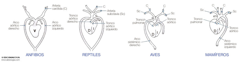 ¿Cuántos corazones tiene la vaca? 2 cuantos corazones tiene la vaca