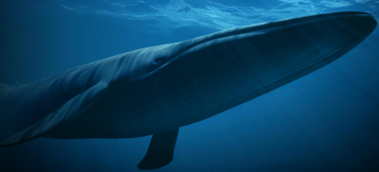 cuantos corazones tiene una ballena