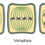 cuantos-cromosomas-tiene-la-cebolla
