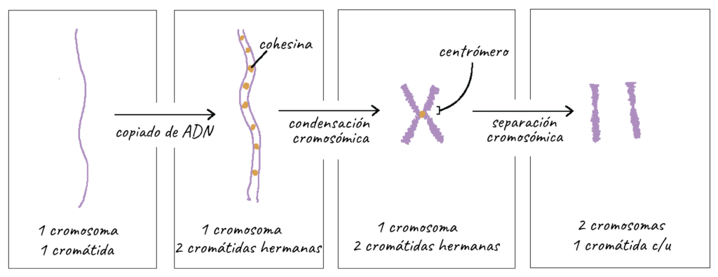cuantos cromosomas tiene la vaca