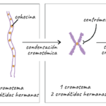 ¿Cuántos cromosomas tiene un caballo? cuantos-cromosomas-tiene-un-caballo