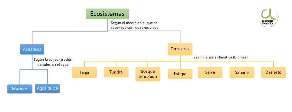 ¿Cuántos cromosomas tiene un elefante? 2 cuantos cromosomas tiene un elefante