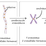 cuantos-cromosomas-tiene-un-raton