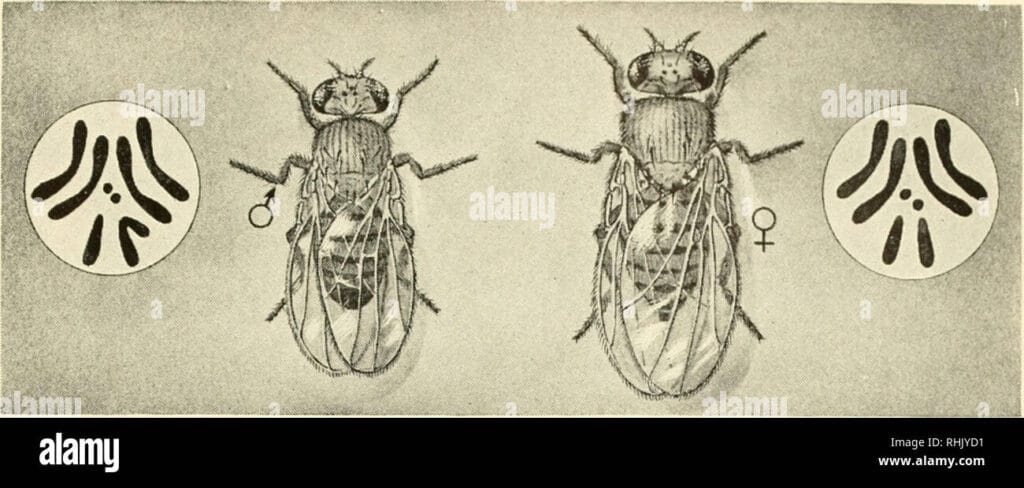 cuantos cromosomas tiene una mosca