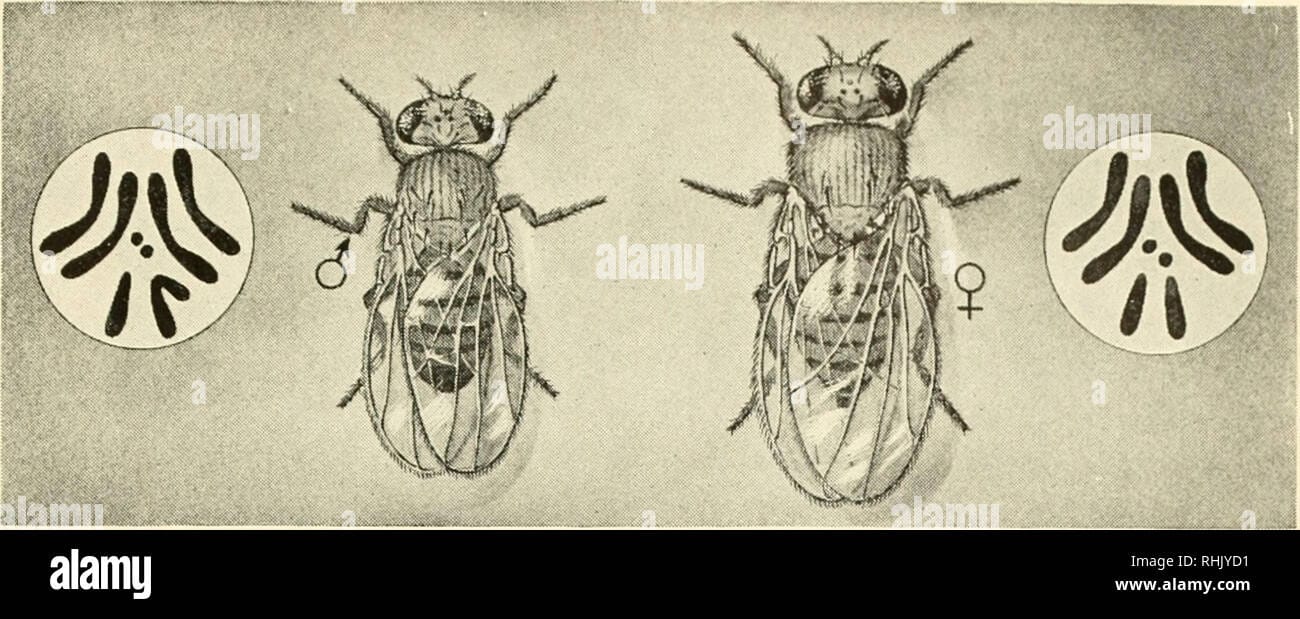 cuantos cromosomas tiene una mosca