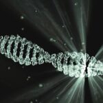 cuantos-cromosomas-tiene-una-rata